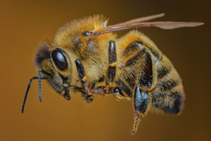 Bee Buddy: A Lifeline for Pollinators