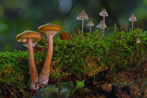 Do Shrooms Show Up on a Drug Test?