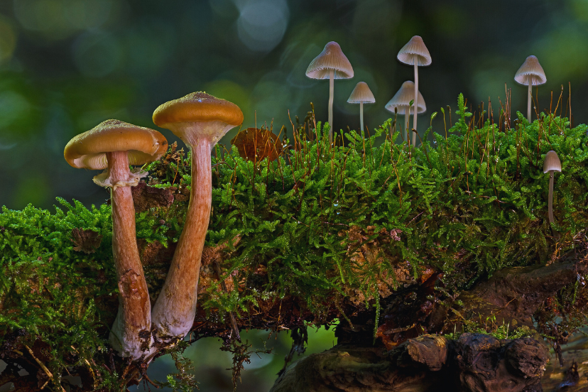 Do Shrooms Show Up on a Drug Test?