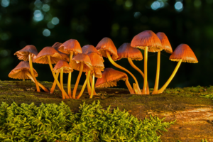 Mushroom Gummies: A Trend for Better Mental Health